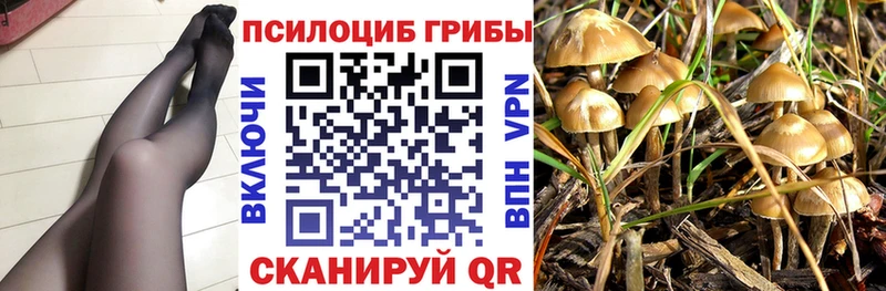 Псилоцибиновые грибы Cubensis  Невель 
